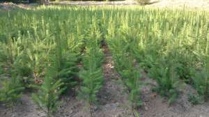 Pepiniera Panu-Colibita molid repicat