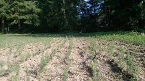 Pepiniera Panu-Colibita