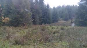 Caprior Iliuta Bozghii